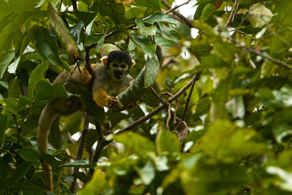 Brazil -Black-faced Squirrel Monkey