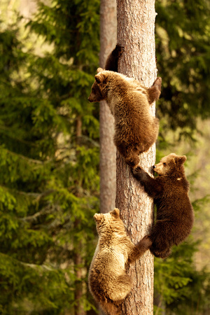 Finland - Brown Bears Cubs