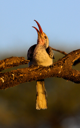 Namibia - Hornbill