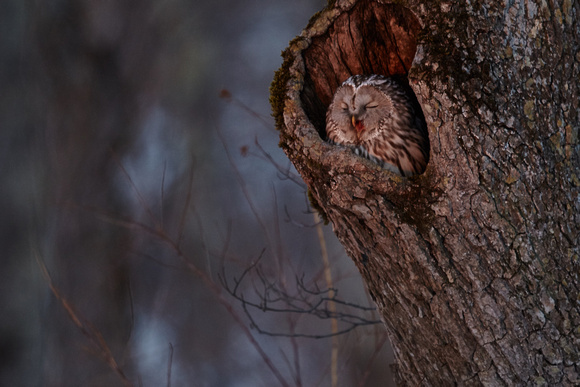 Japan Hokkaido - Ural Owl