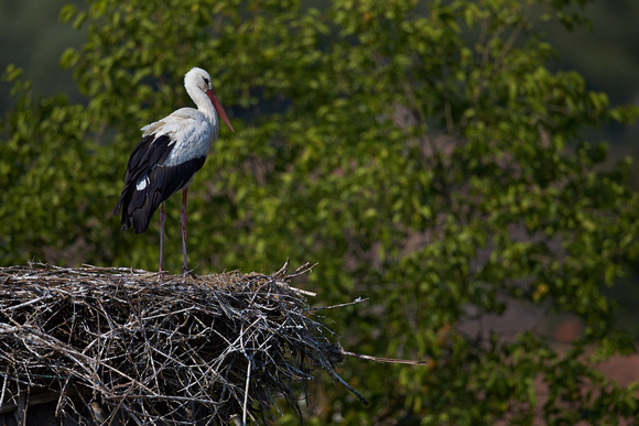Romania - European White Stork