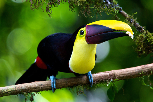 Costa Rica - Chestnut-Mandibled Toucan