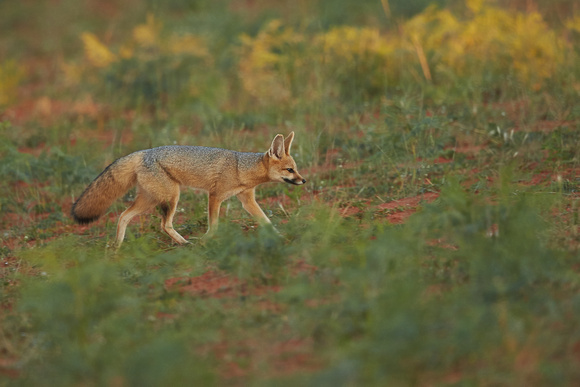 South Africa - Cape Fox