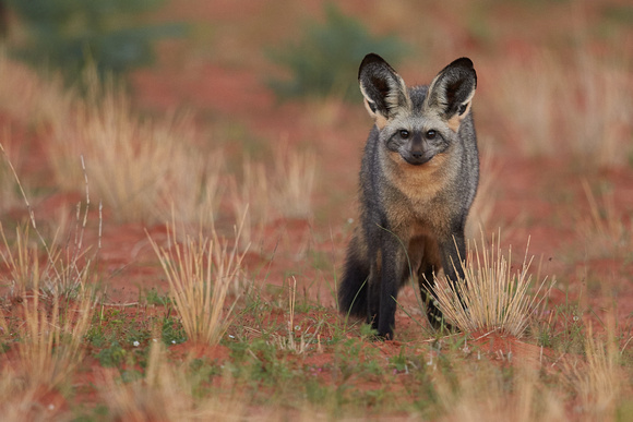 South Africa - Bat-eared Fox