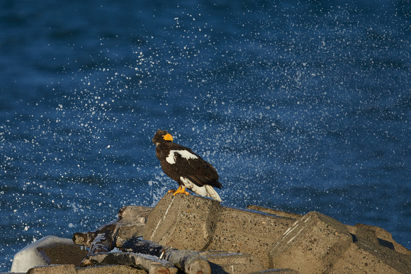 Japan Hokkaido - Steller Sea Eagle