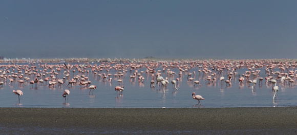 Ethiopia - Lesser Flamingoes