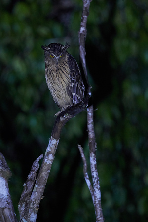 Borneo - Buffy Fish Owl
