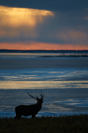 Japan Hokkaido - Sika Deer at Sunset
