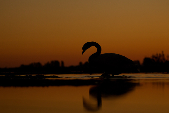 Hungary - Mute Swan at Sunrise