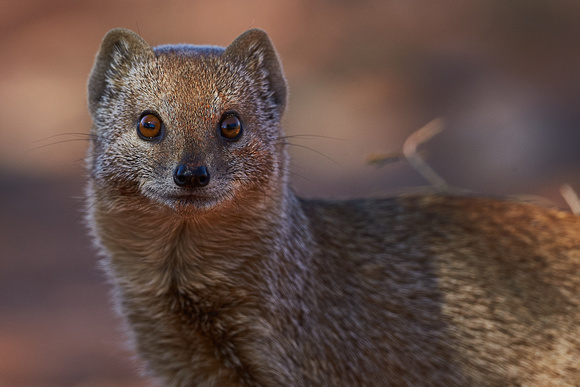 South Africa - Yellow Mongoose
