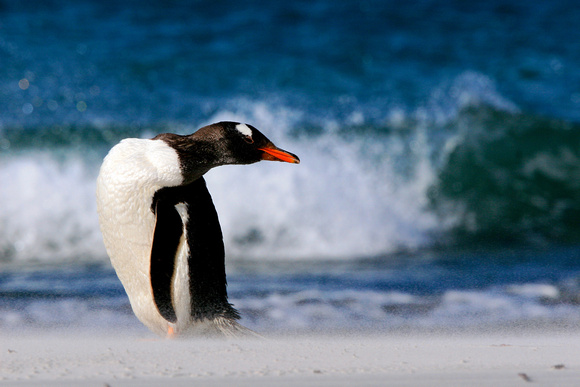 Falkland - Gentoo Penguin