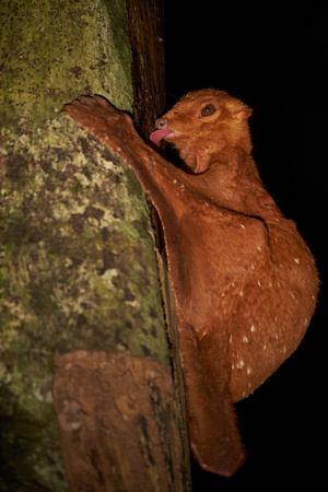 Borneo - Colugo/Flying Lemur