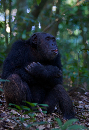 Uganda - Chimpanzee