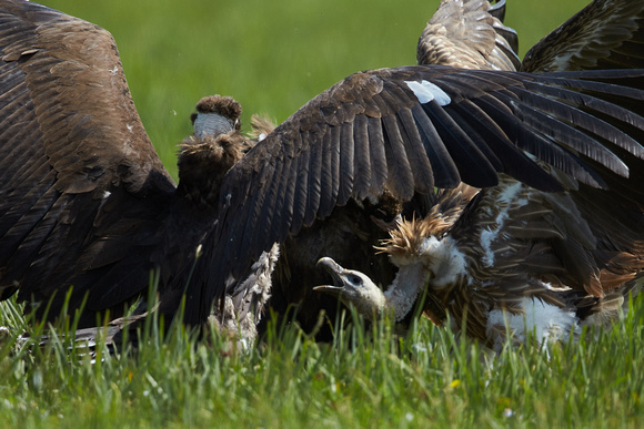 Mongolia - Black Vulture and  Himalayan Griffon