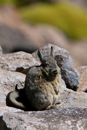 Peru - Viscacha