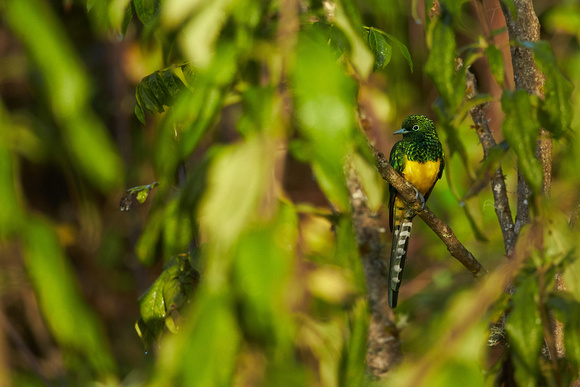 Ethiopia - African Emerald Cuckoo