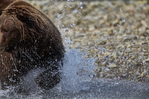 Alaska - Kodiak Bear