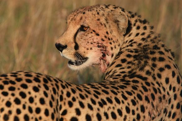 Kenya - Cheetah