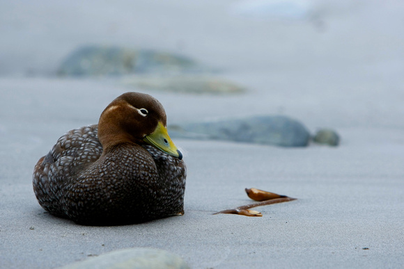 Falkland - Steamer Duck