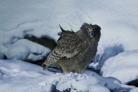 Japan Hokkaido - Blakiston's Fish Owl