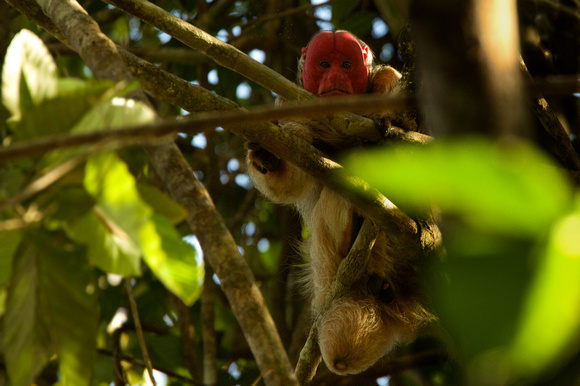 Brazil - Uakari Monkey