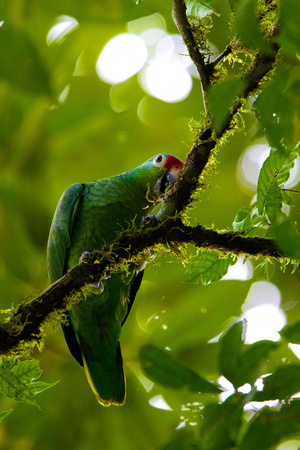 Costa Rica - Red-Fronted Parroket