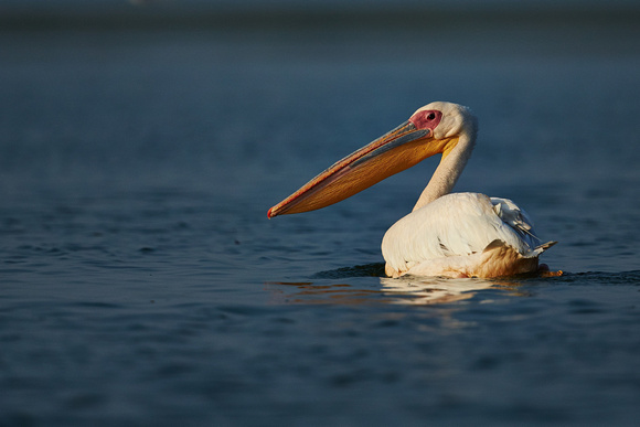 Romania - European White Pelican