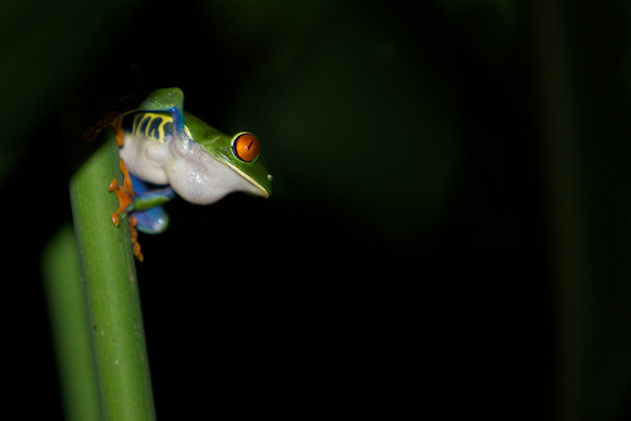 Costa Rica - Red-Eyed Tree Frog
