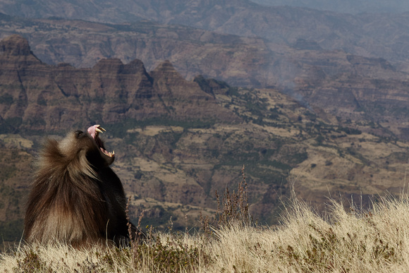 Ethiopia - Gelada Baboon