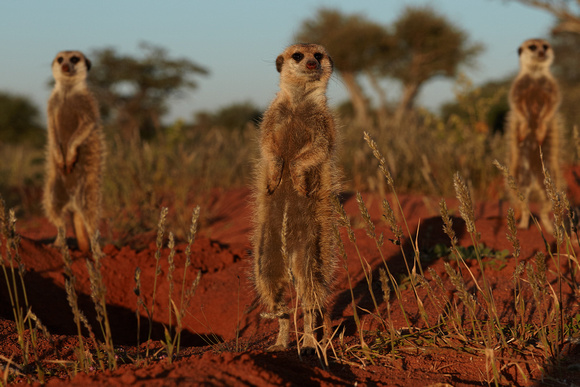 South Africa - Meerkats