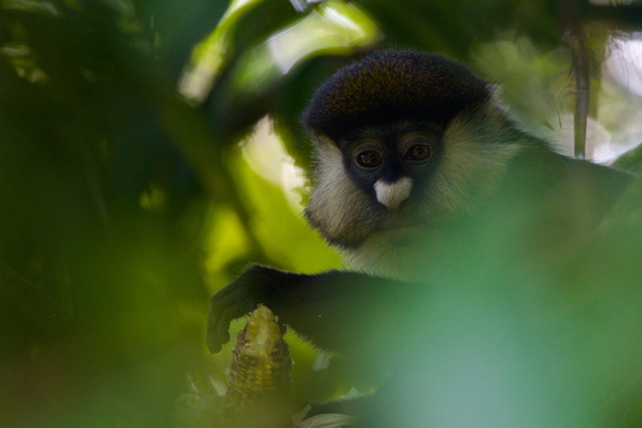 Uganda - Red-tailed Monkey