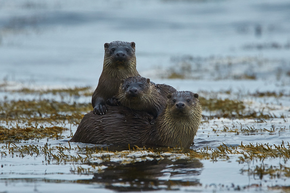 Shetland Islands - Otters