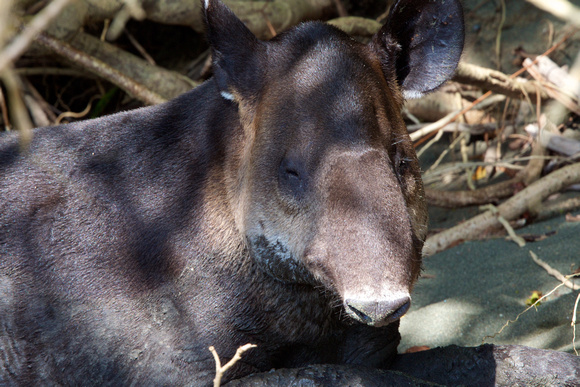 Costa Rica - Tapir