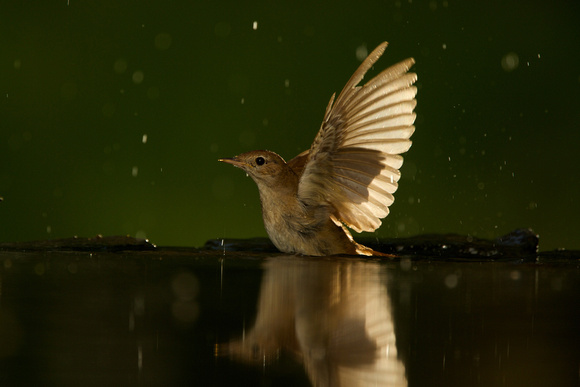 Hungary - Common Nightingale