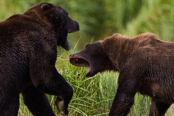 Alaska - Kodiak Bears
