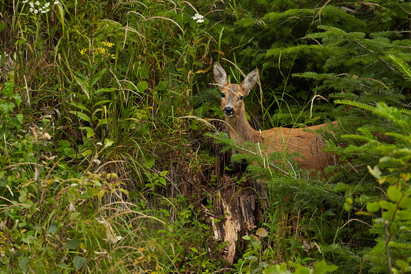 Romania - Fallow Deer