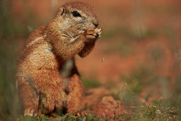 South Africa - South African Ground Squirrel