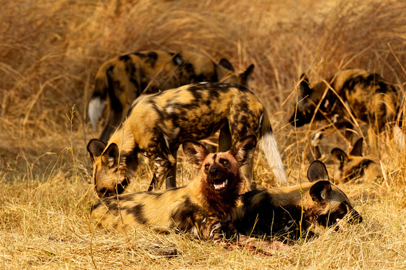 Botswana - WIld Dogs