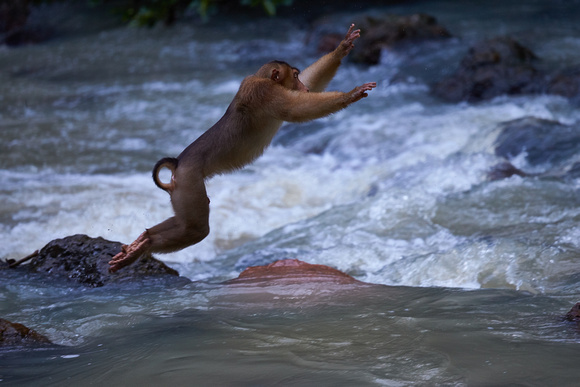 Borneo - Pig-tailed Macaque