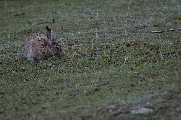 Woolly Hare