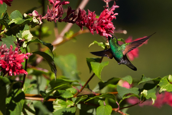 Panama - Stripe-tailed Hummingbird
