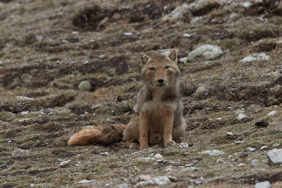 Tibetan Fox