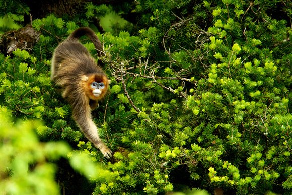 China - Sichuan - Golden Snub-Nosed Monkey