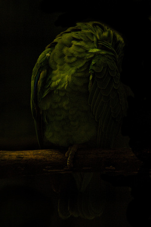 Brazil - Festive Parrot