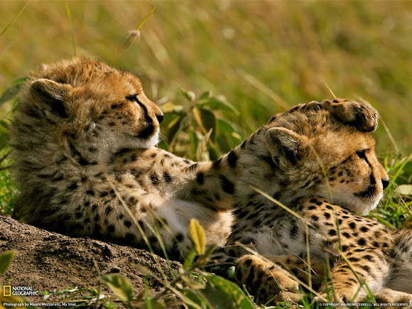 Kenya - Cheetah Cubs