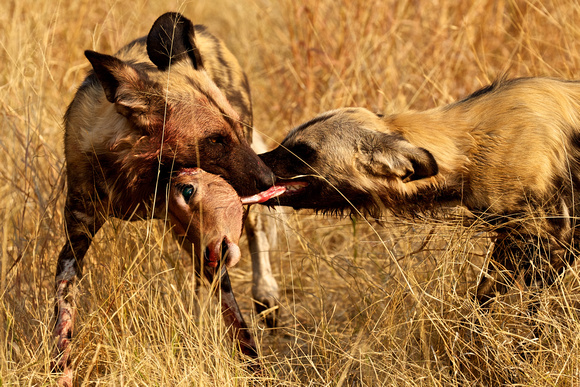 Botswana - Wild Dogs