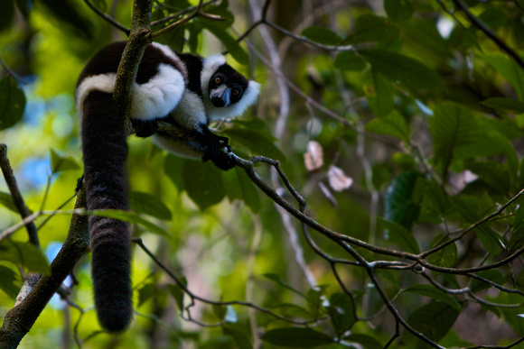 Madagascar - Northern Black and White Ruffed Lemur