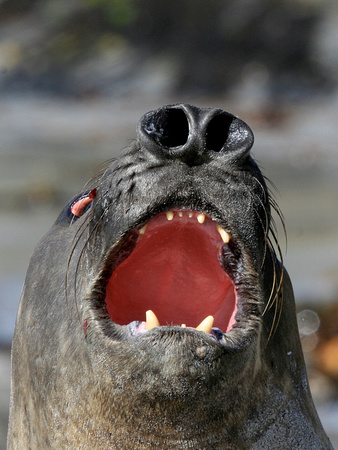 Falkland Islands - Elephant Seal