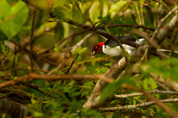 Brazil - Red-capped Cardinal