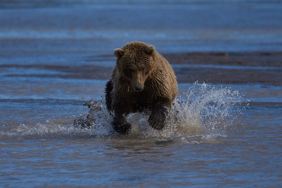 Alaska - Grizzly Bears